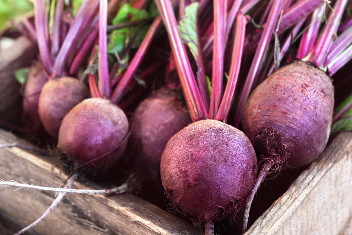 Beetroot