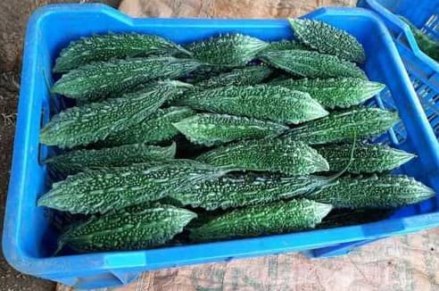 Bitter Gourds