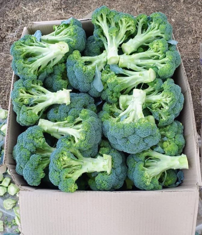 Broccoli