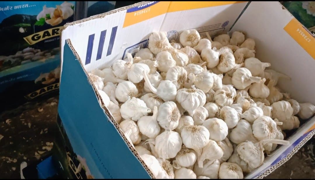 Garlics