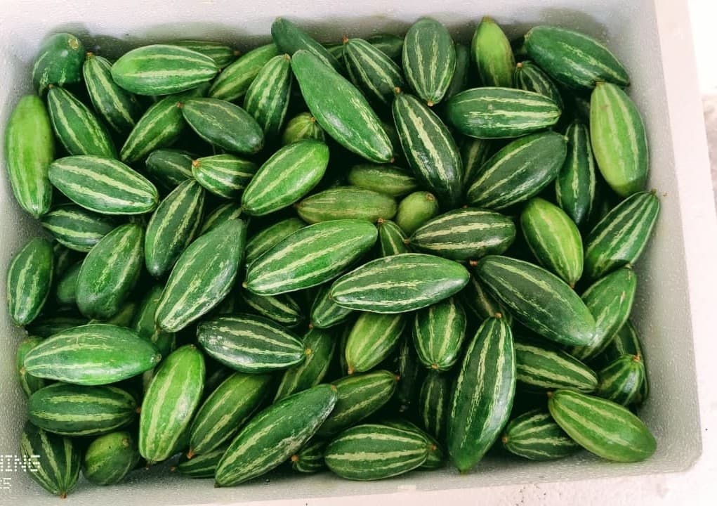 Pointed Gourd