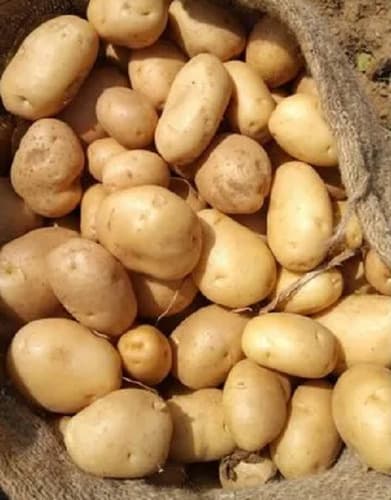 Potatoes