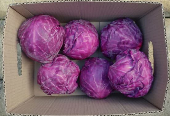 Red Cabbage