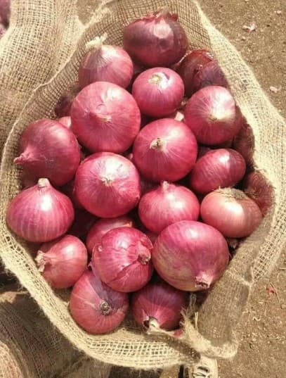 Red Onion 55mm