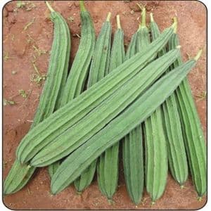 Ridge Gourds