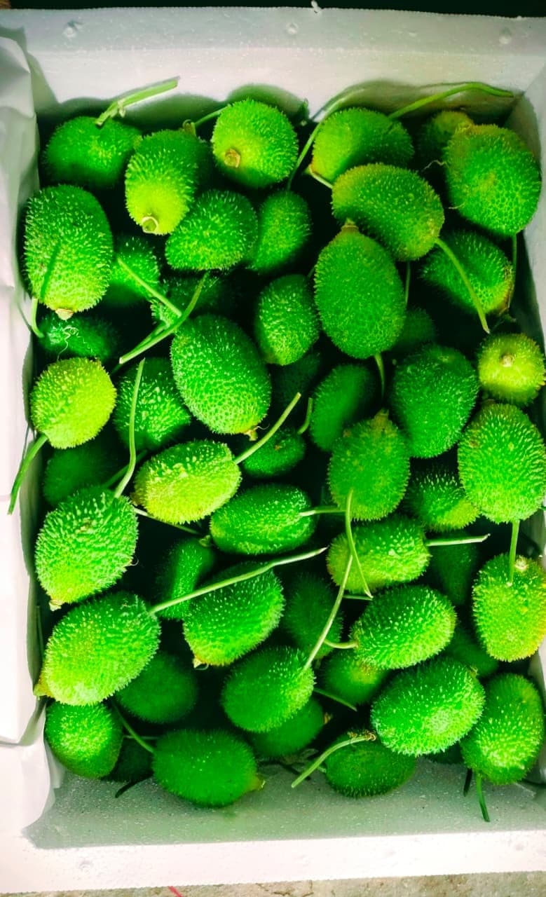 Spiny Gourd (Kantola)