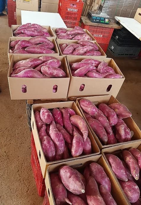 Sweet Potatoes