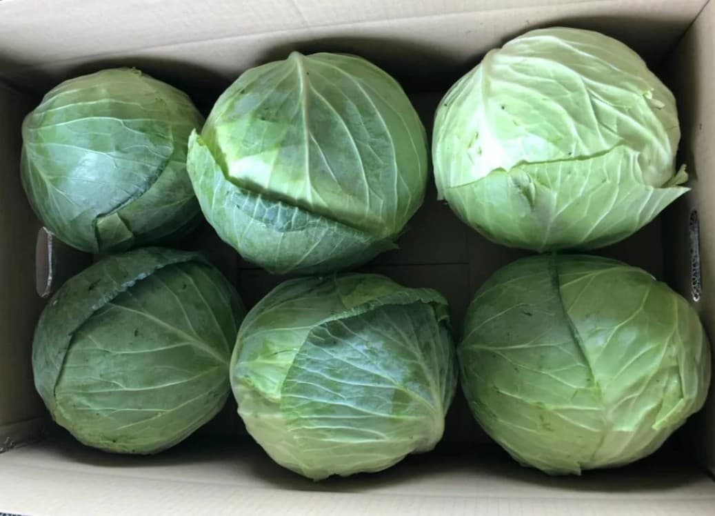 White Cabbage